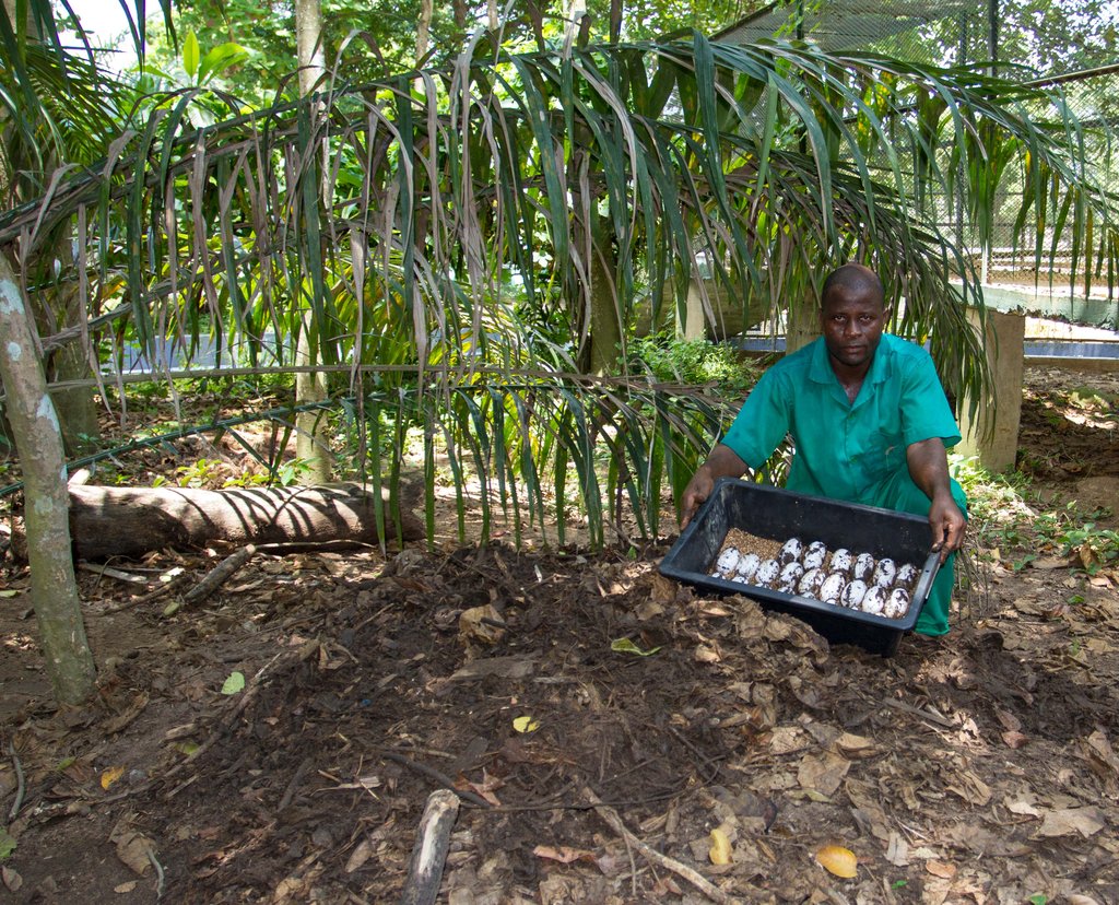 Collecting eggs for safe incubation