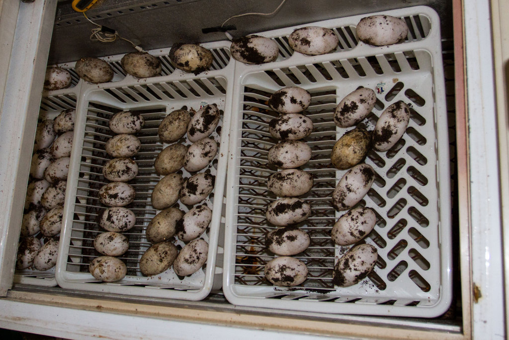 Some of the total 110 eggs from 2015 in incubation