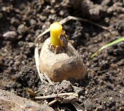 Seedling germinates - without the baboon!