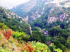 Mpanga Gorge - Uganda- home to unique cycads
