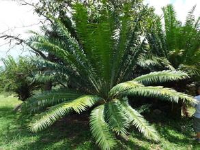 Spectacular female cycad