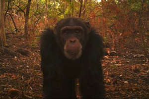 Using Camera Traps to track Chimpanzees in Boe