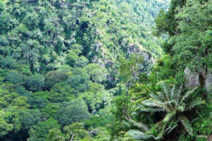 Critically Endangered Cycads live in Mpanga Gorge