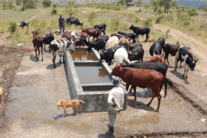 Cattle don't trample cycads anymore