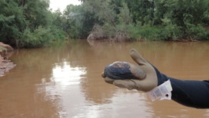 The most threatened shellfish lives in Morocco
