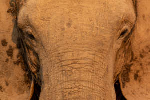 African Elephant (c) IUCN/Remco Van Merm