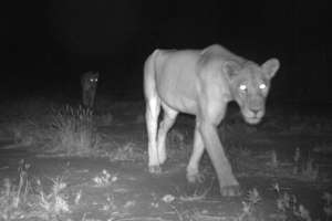 Lion sighting via camera trap. Credit: RCP