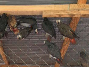 Confiscated birds cared for by a veterinarian