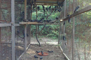 Timneh parrots housed in temporary aviaries