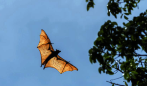 Gliding overhead
