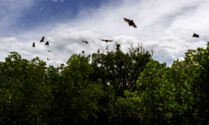 Flying Foxes Overhead