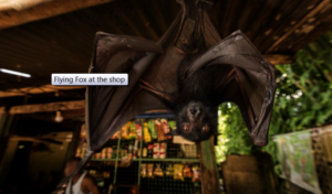 Living in harmony