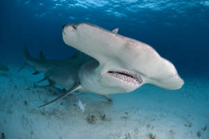 Up close with Hammerhead sharks (C) VK