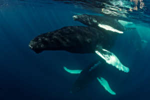 Giants among giants: Humpback whales (C) VK