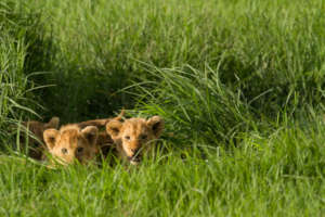 Two lion cubs. Credit: Laly Lichtenfeld