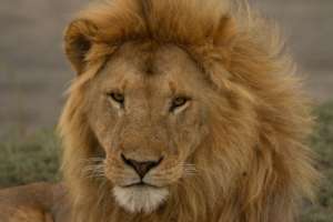 Lion. Credit: Laly Lichtenfeld