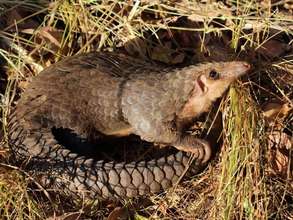 The Vulnerable White-bellied Pangolin