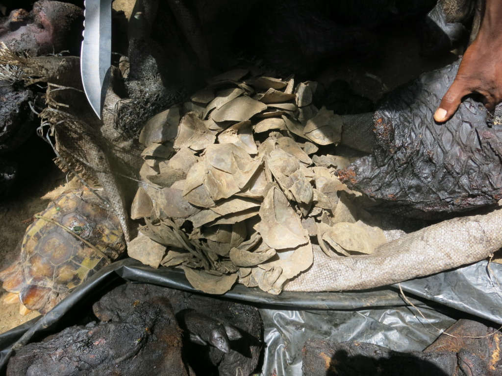 Seized pangolin scales and other bushmeat