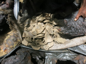 Seized pangolin scales and other bushmeat