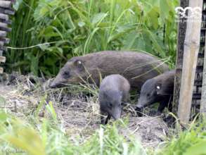 Without conservation pygmy hogs would be extinct
