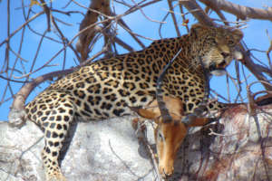 Leopard and kill sighted in a tree. Credit: RCP