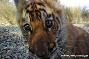A passing tiger cub inspects a camera trap