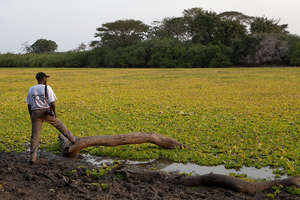 Hope for hirola due to breeding success