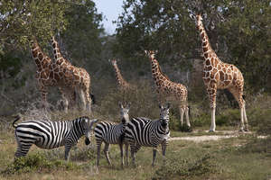 Other beautiful wildlife remains outside Sanctuary