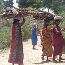 Traditional firewood collection is unsustainable