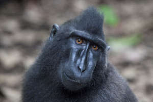 Sulawesi crested black macaque (Macaca nigra)