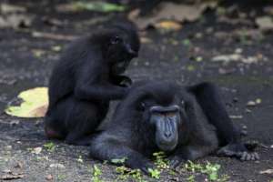 Sulawesi Black Crested Macaque