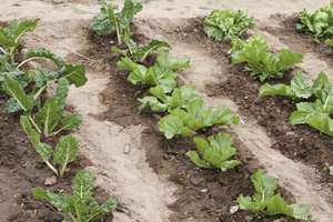 Small vegetable garden