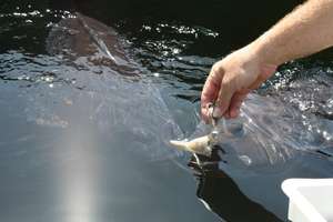 Feeding the Giant Black Sea Bass