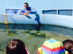 Halibut Education