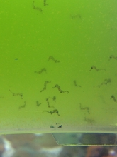 Baby Seahorses