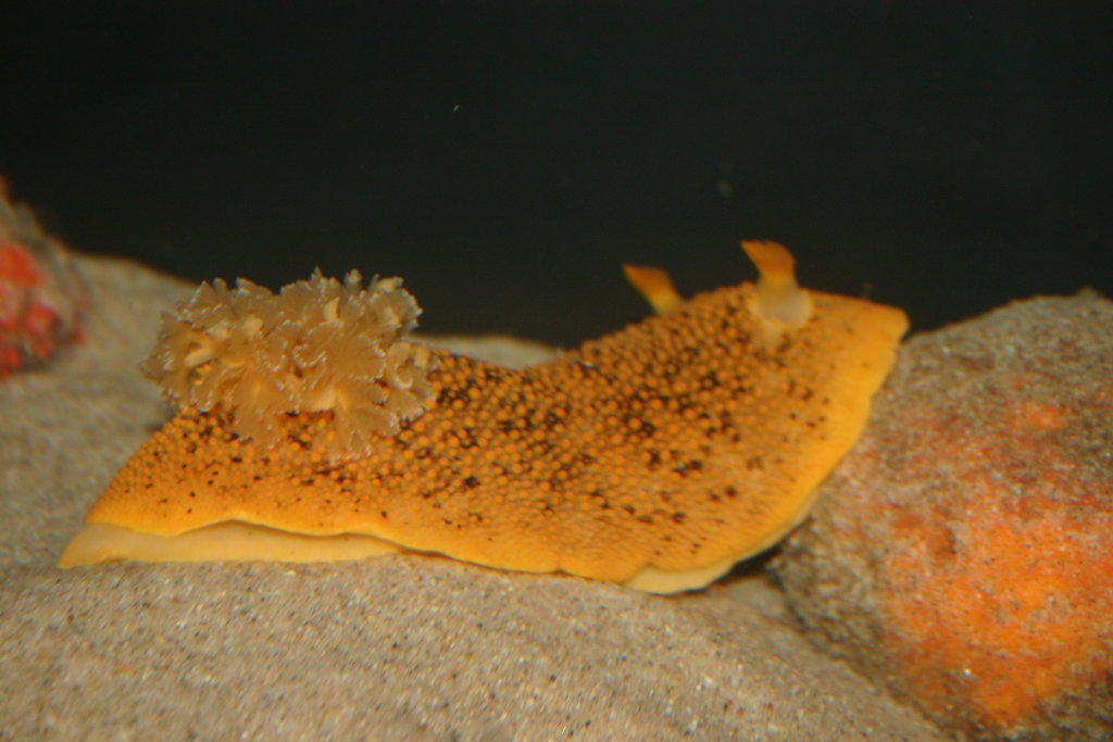 The SEA Lab
