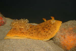 Nudibranch