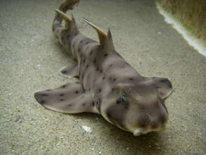 Horn Shark
