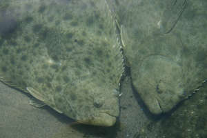 Halibut