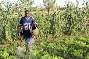 Farming crops with rainwater catchment basin
