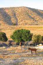 Bedouin family's home near Al Aqaba