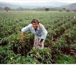 A farmer with his crops
