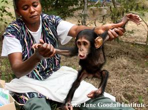 Mambou's condition when he arrived at Tchimpounga
