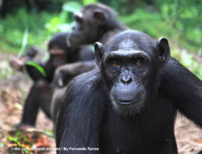 Zanaga on Tchibebe Island