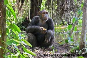 Kefan on Tchibebe Island