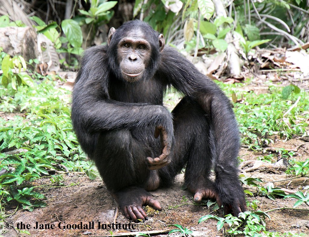 Give Orphaned Chimpanzees More Room To Roam!
