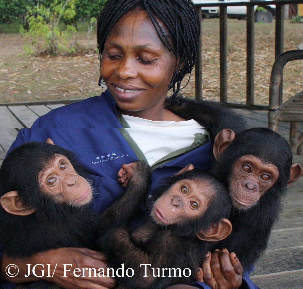 Give Orphaned Chimpanzees More Room To Roam!