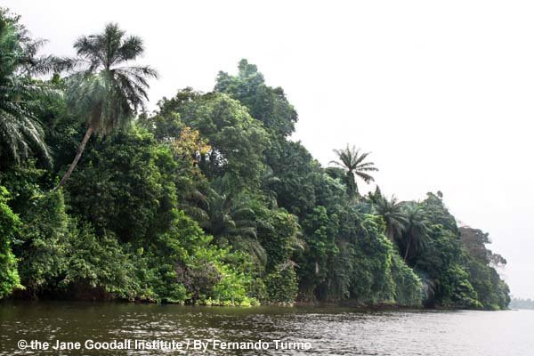 Give Orphaned Chimpanzees More Room To Roam!