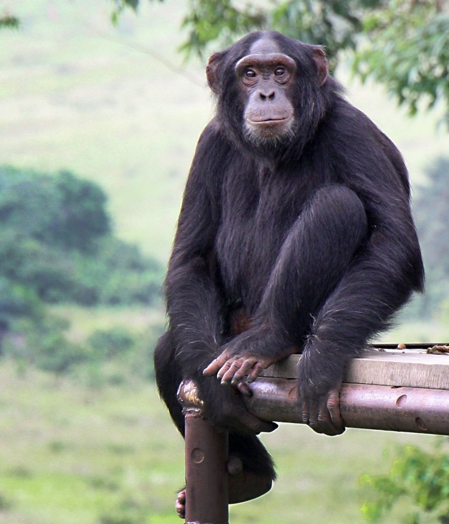 Give Orphaned Chimpanzees More Room To Roam!