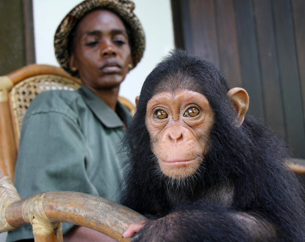 Give Orphaned Chimpanzees More Room To Roam!